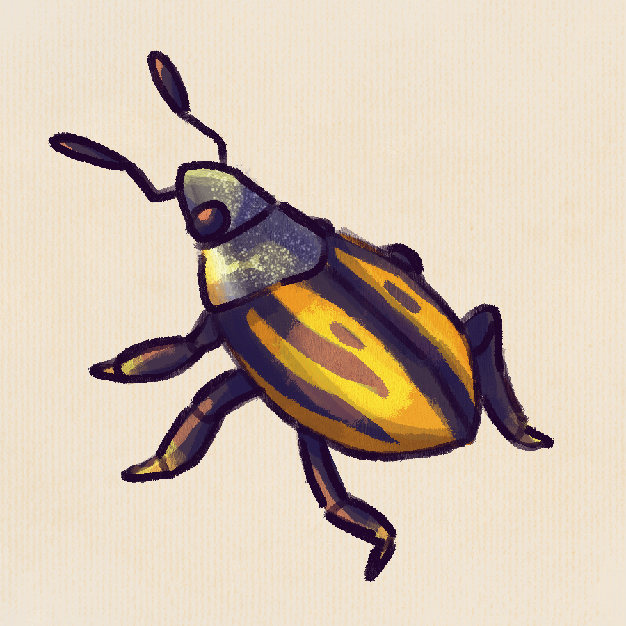 weevil